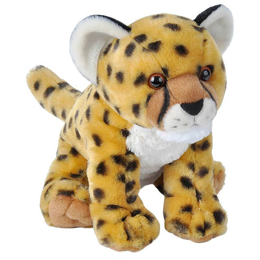 Ck Cheetah Cub